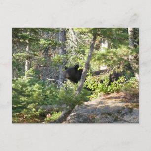 Schwarzbär bei Grand Teton Postkarte