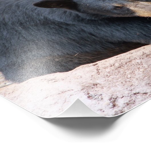 Schwarzbär Fotodruck (Ecke)