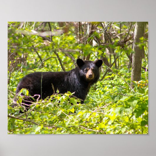 Schwarzbär im Lorbeer Poster (Vorne)