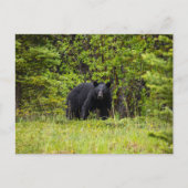 Schwarzbär im Wald Postkarte (Vorderseite)