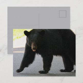 Schwarzbär in Cades Cove - Great Smokey Mountains  Postkarte