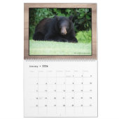 Schwarzbär - Kubby-Liebe 2025-Kalender Kalender (Jan 2026)