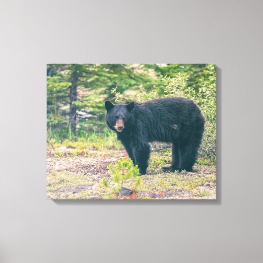 Schwarzbär Leinwanddruck (Vorderseite)