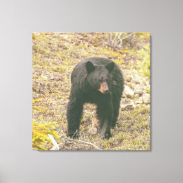 Schwarzbär Leinwanddruck