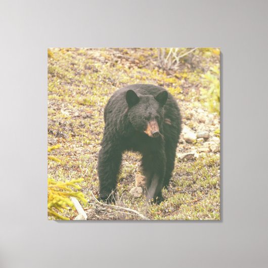 Schwarzbär Leinwanddruck (Vorderseite)