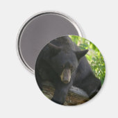 Schwarzbär Magnet (Vorderseite/Rückseite)