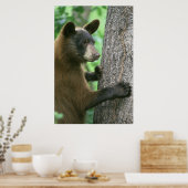 Schwarzbär Poster (Küche)