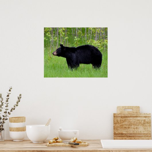Schwarzbär Poster (Küche)