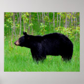 Schwarzbär Poster (Vorne)