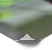 Schwarzbär Poster (Ecke)