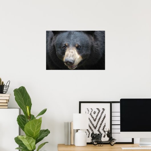 Schwarzbär Poster (Heimbüro)