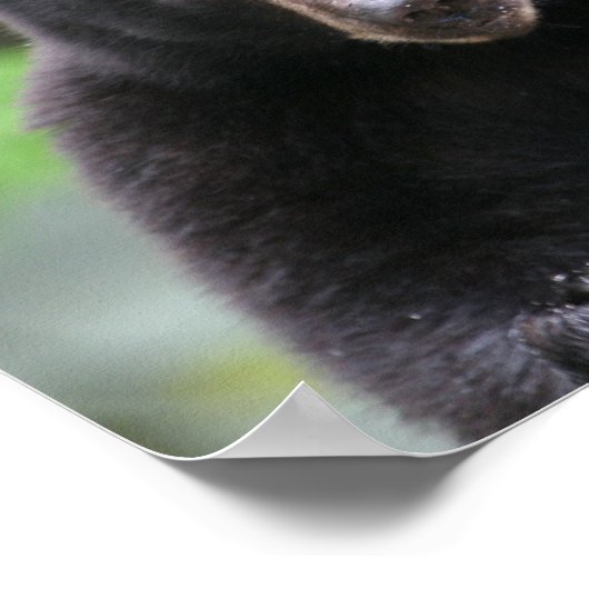 Schwarzbär Poster (Ecke)