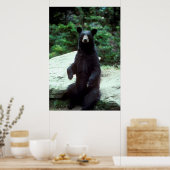 Schwarzbär Poster (Küche)