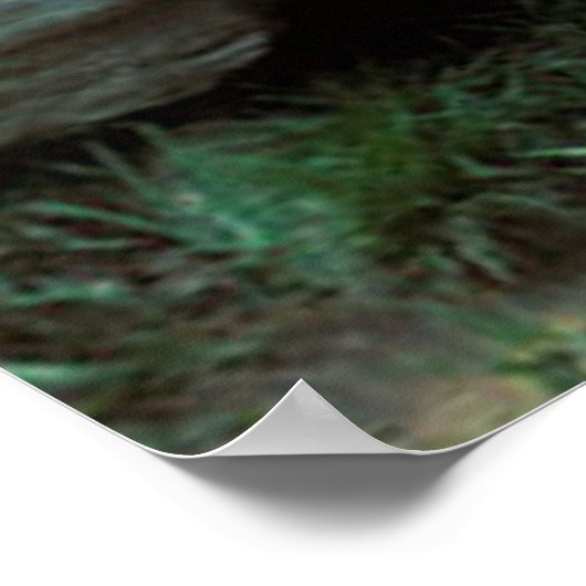 Schwarzbär Poster (Ecke)