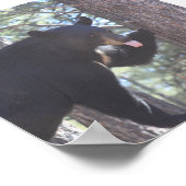 Schwarzbär poster (Ecke)