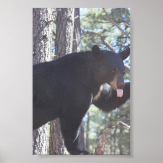 Schwarzbär poster