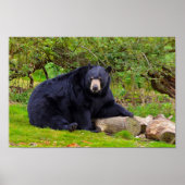 Schwarzbär Poster (Vorne)