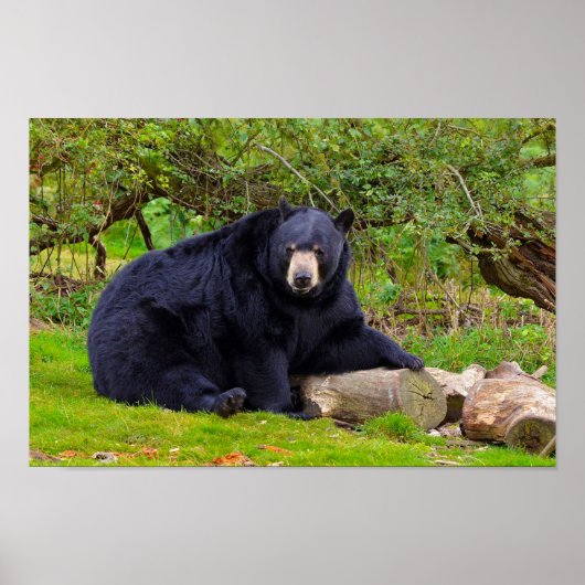 Schwarzbär Poster (Vorne)