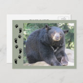Schwarzbär Postkarte (Vorne/Hinten)