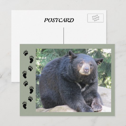 Schwarzbär Postkarte (Vorne/Hinten)