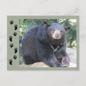 Schwarzbär Postkarte (Vorderseite)