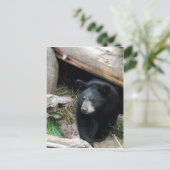 Schwarzbär Postkarte (Stehend Vorderseite)