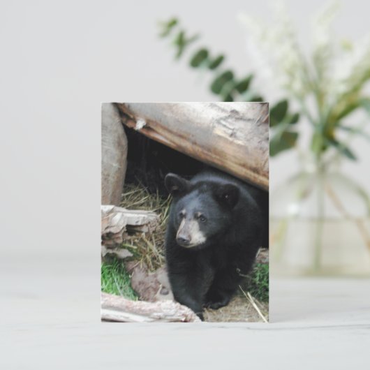 Schwarzbär Postkarte (Stehend Vorderseite)