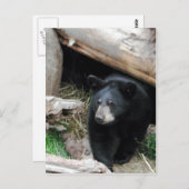 Schwarzbär Postkarte (Vorne/Hinten)