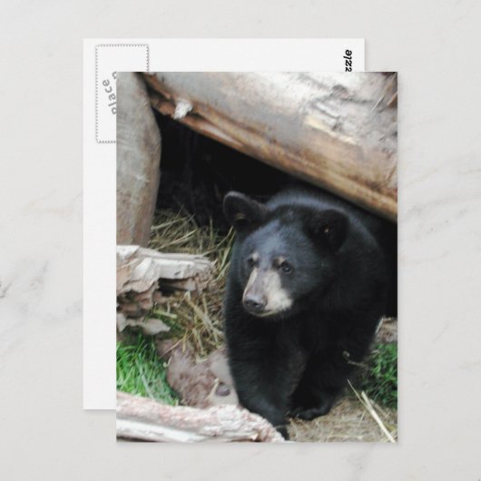Schwarzbär Postkarte (Vorne/Hinten)
