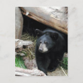 Schwarzbär Postkarte (Vorderseite)