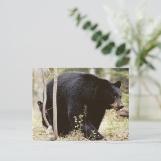 Schwarzbär Postkarte (Stehend Vorderseite)