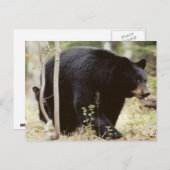 Schwarzbär Postkarte (Vorne/Hinten)