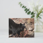 Schwarzbär Postkarte (Stehend Vorderseite)