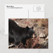 Schwarzbär Postkarte (Vorne/Hinten)