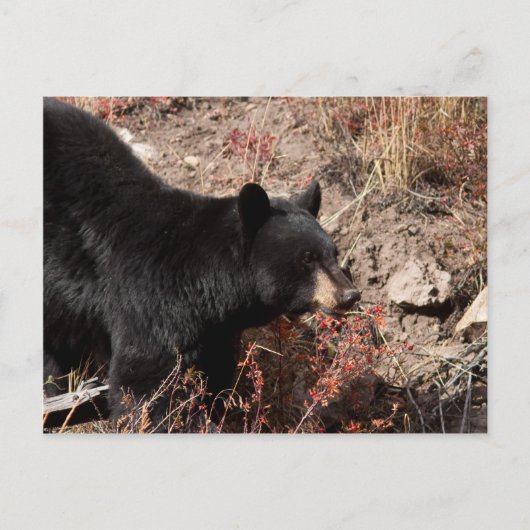 Schwarzbär Postkarte (Vorderseite)