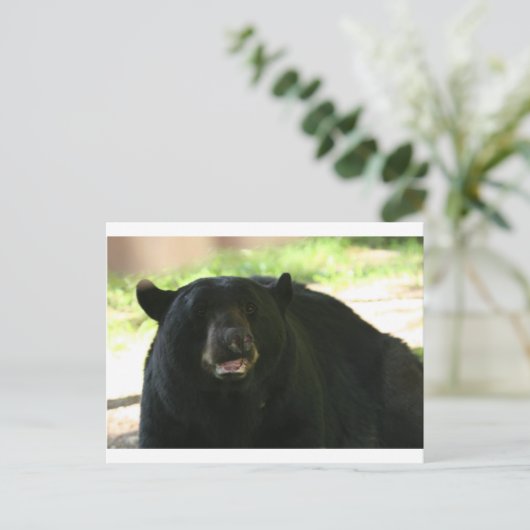 Schwarzbär Postkarte (Stehend Vorderseite)