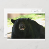 Schwarzbär Postkarte (Vorne/Hinten)