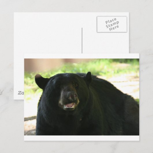 Schwarzbär Postkarte (Vorne/Hinten)