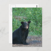 Schwarzbär Postkarte (Vorne/Hinten)
