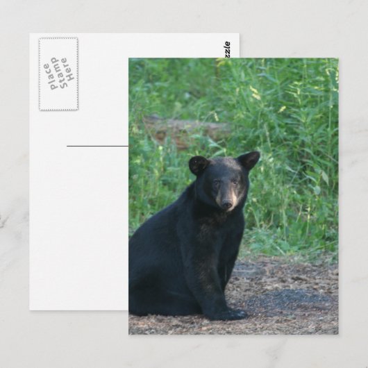 Schwarzbär Postkarte (Vorne/Hinten)