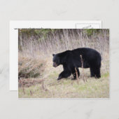 Schwarzbär Postkarte (Vorne/Hinten)