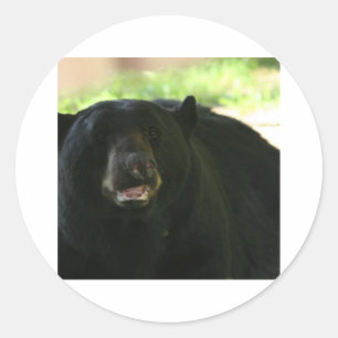 Schwarzbär Runder Aufkleber