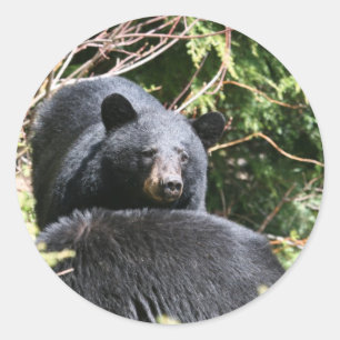 Schwarzbär Runder Aufkleber