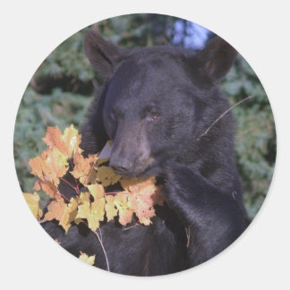 Schwarzbär Runder Aufkleber