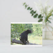 Schwarzbär sitzend Baum Postkarte (Stehend Vorderseite)
