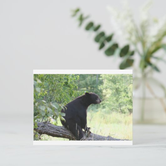 Schwarzbär sitzend Baum Postkarte (Stehend Vorderseite)