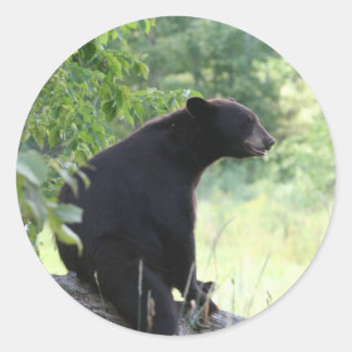 Schwarzbär sitzend Baum Runder Aufkleber