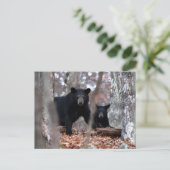 Schwarzbär und Kupfer Postkarte (Stehend Vorderseite)