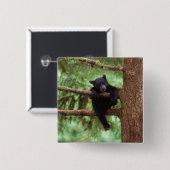 Schwarzbär, Ursus americanus, cub in einem Baum Button (Vorne & Hinten)