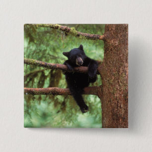 Schwarzbär, Ursus americanus, cub in einem Baum Button